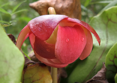 Pitcher_plant_flower