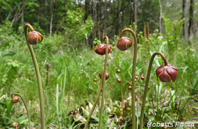 Pitcher_buds