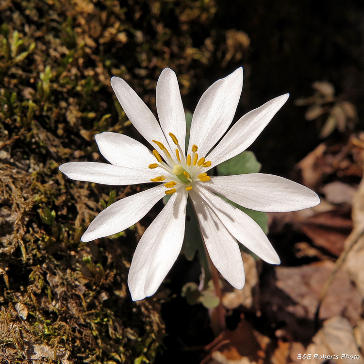 Bloodroot