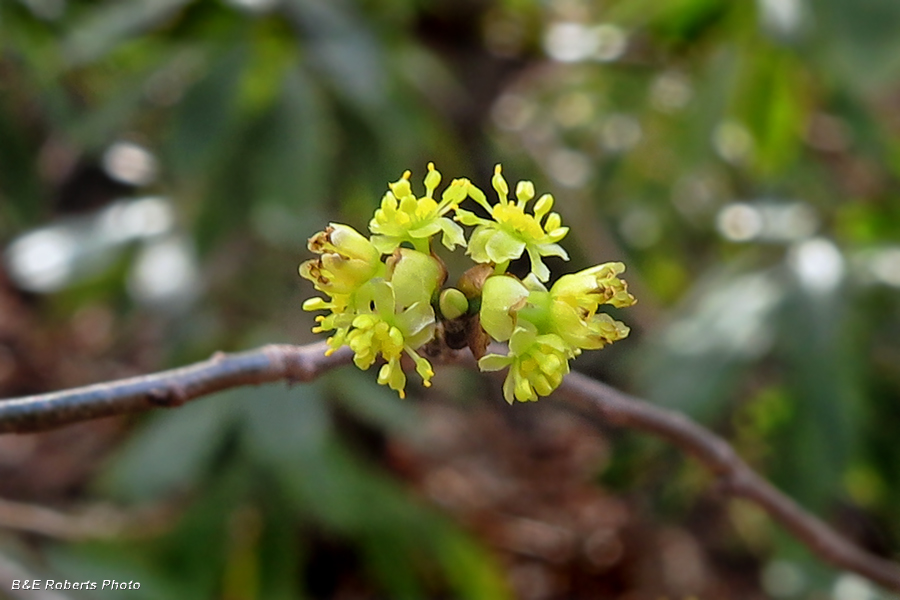 Spicebush