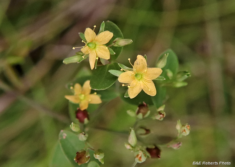 Hypericum_mutilum