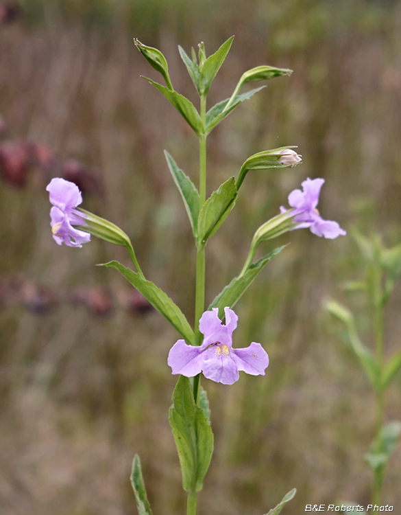 Monkeyflower