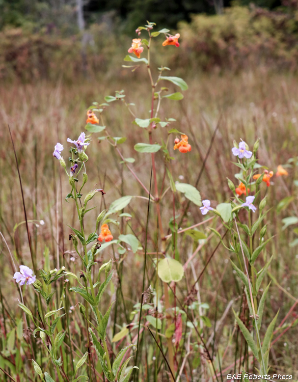 Monkeyflower_Jewelweed