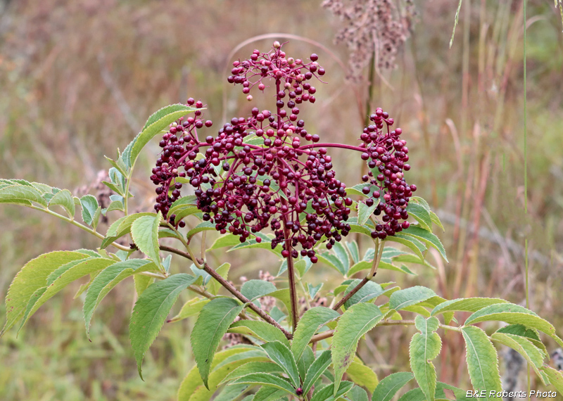 Black_Elderberry