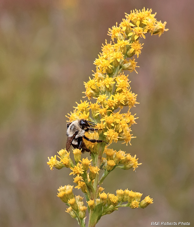 Bee_Solidago