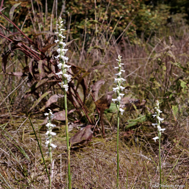 Spiranthes_group