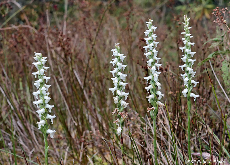 Spiranthes