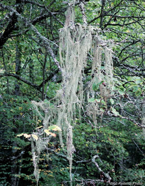 Usnea