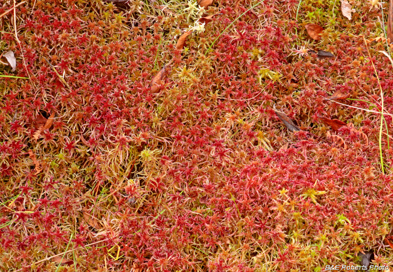 Red_Sphagnum