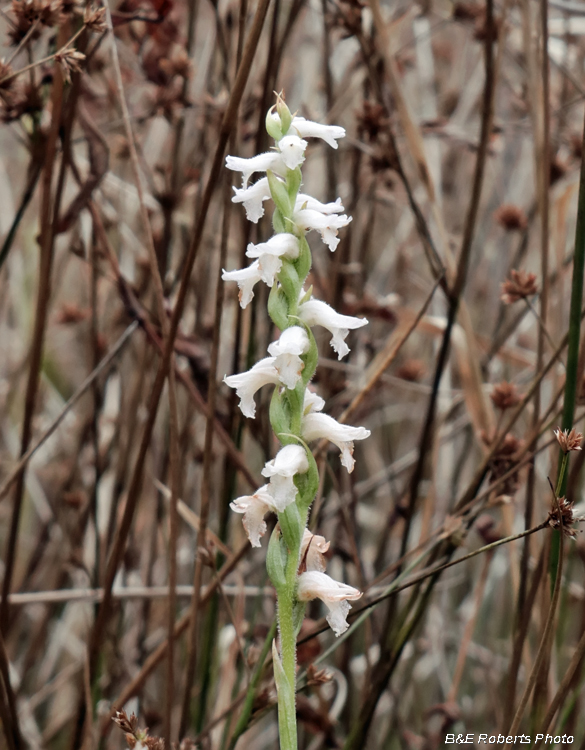 Spiranthes