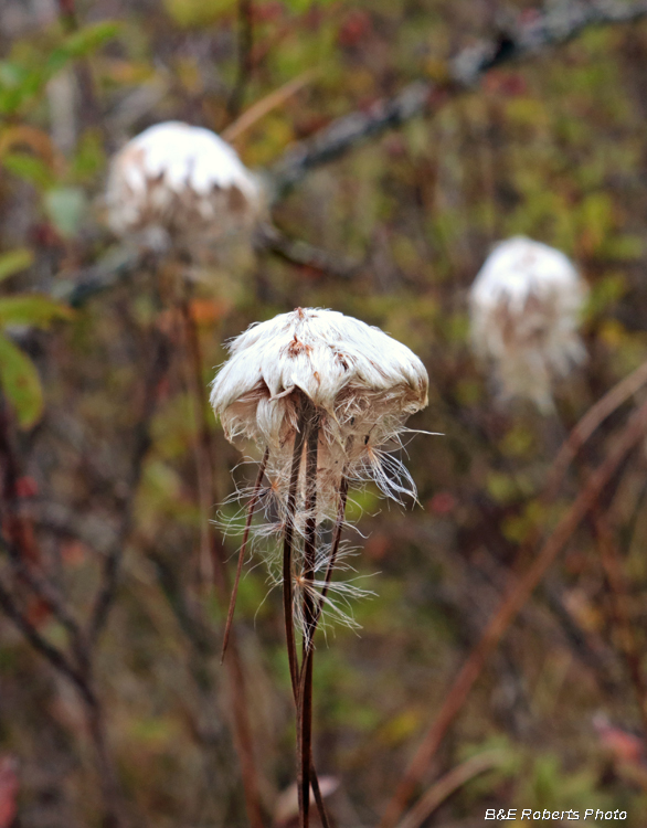 Cotton_Grass