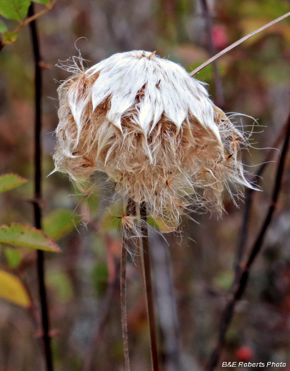 Cotton_Grass