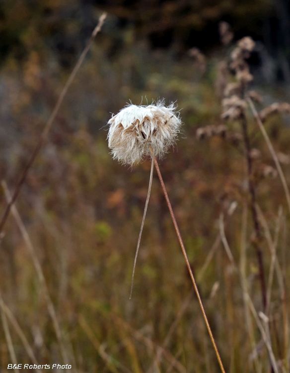 Cotton_Grass