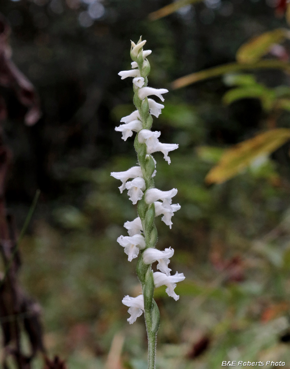 Spiranthes