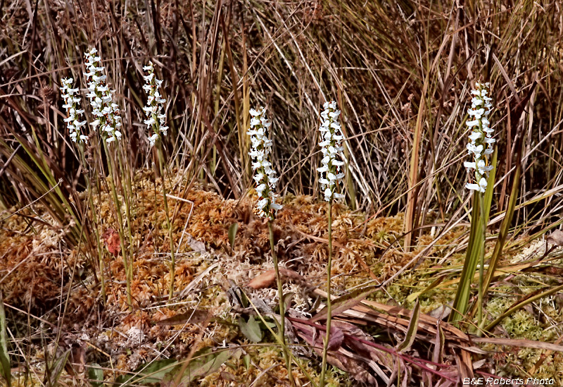 Spiranthes