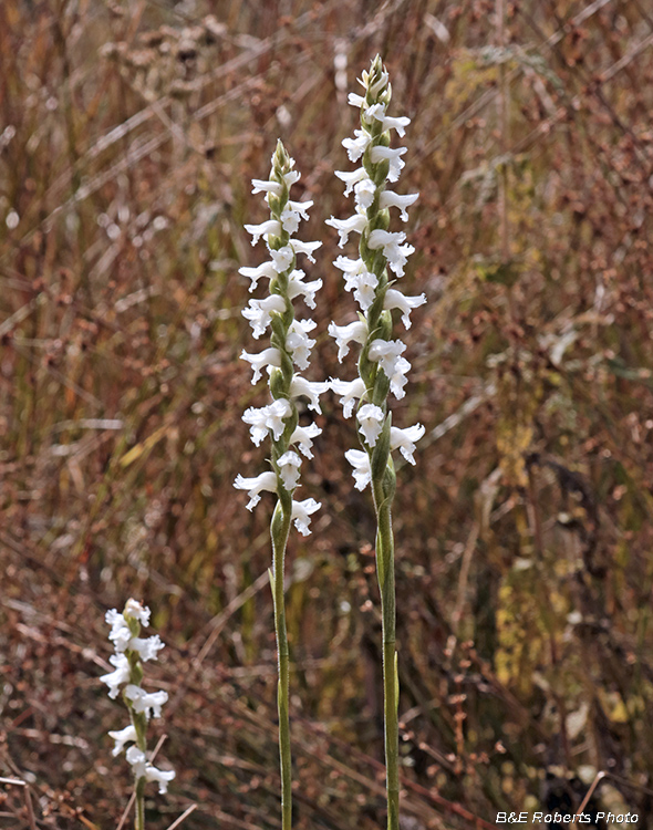 Spiranthes