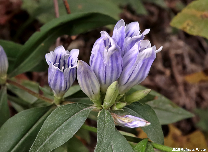 Gentians