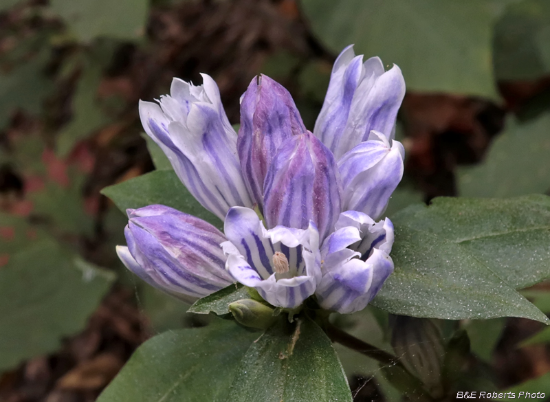 Gentians