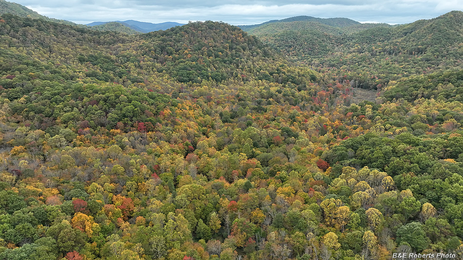 North_from_Big_Indian_Crk_bog