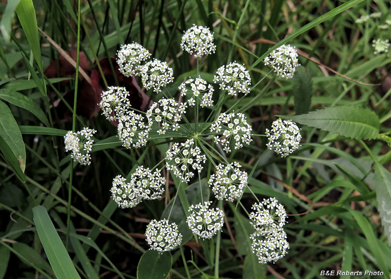 Cowbane