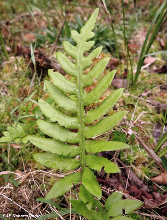 Netted_Chain_Fern