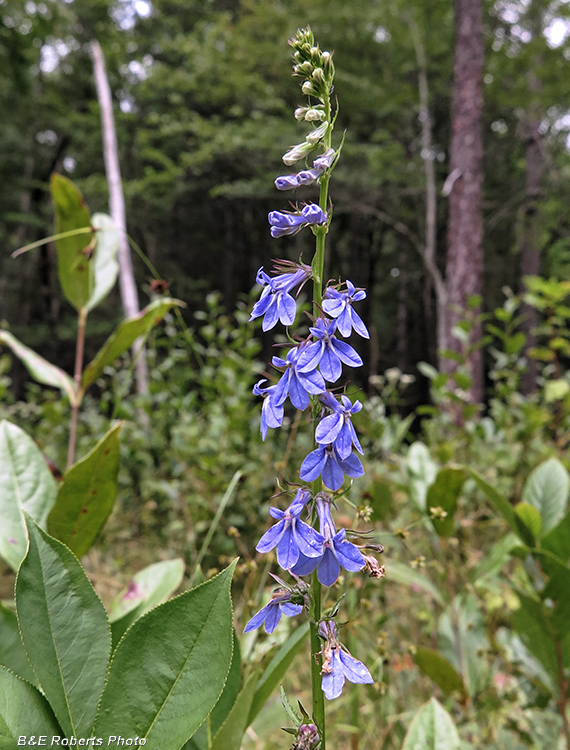 Lobelia