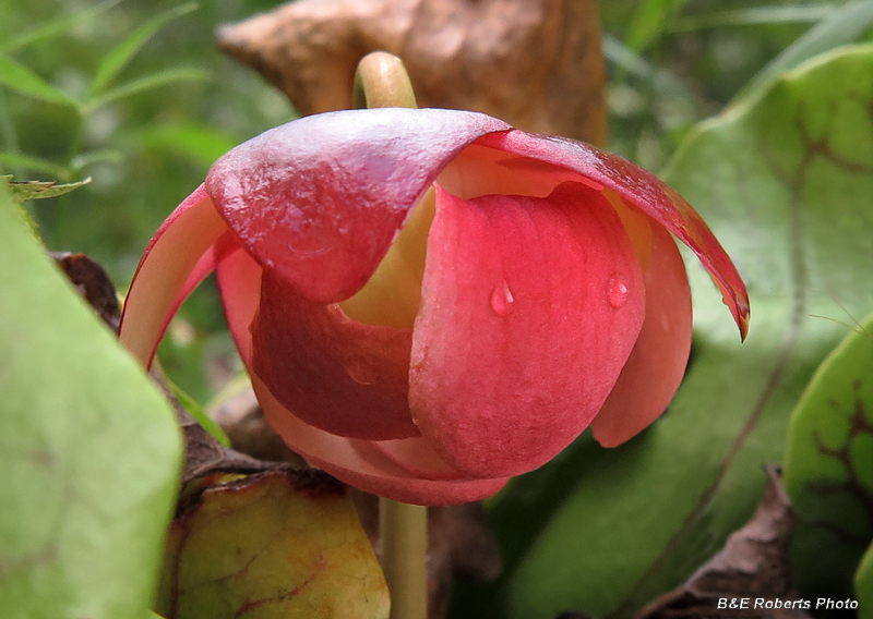 Pitcher_flower