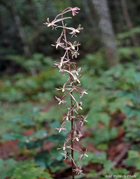 Tipularia_discolor