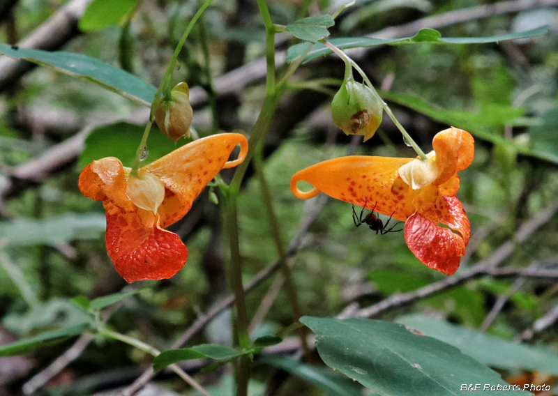 Jewelweed