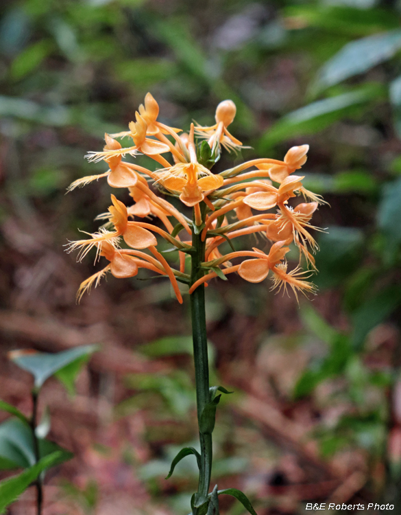 Platanthera_ciliaris