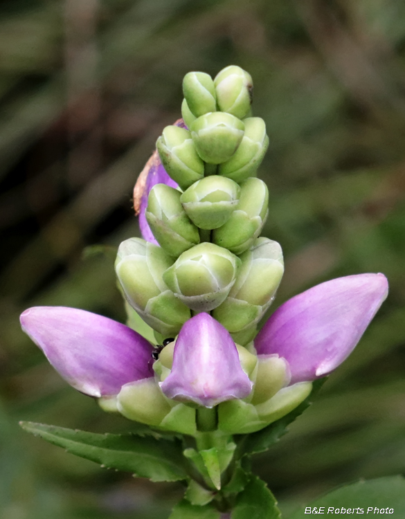 Chelone_cuthbertii