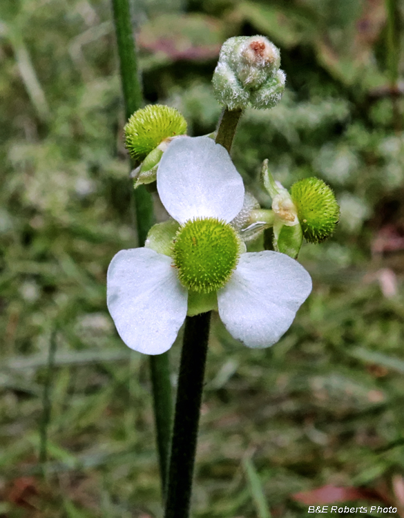 Sagittaria_latifolia