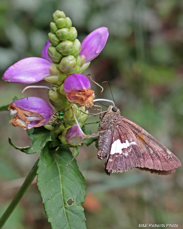 Chelone_cuthbertii-Skipper