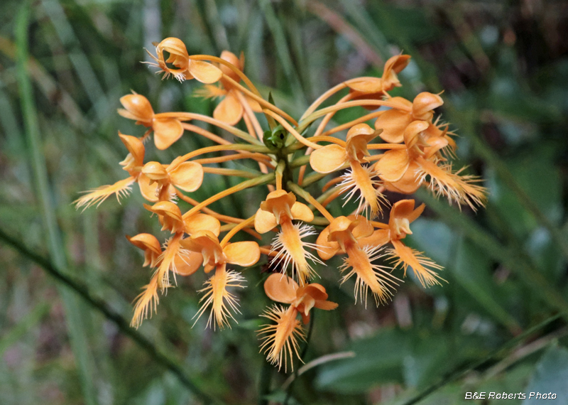 Platanthera_ciliaris