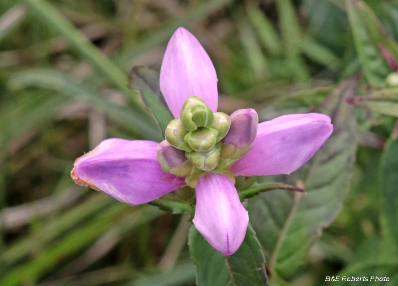 Chelone_cuthbertii