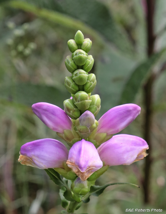 Chelone_cuthbertii