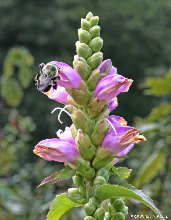 Chelone_cuthbertii