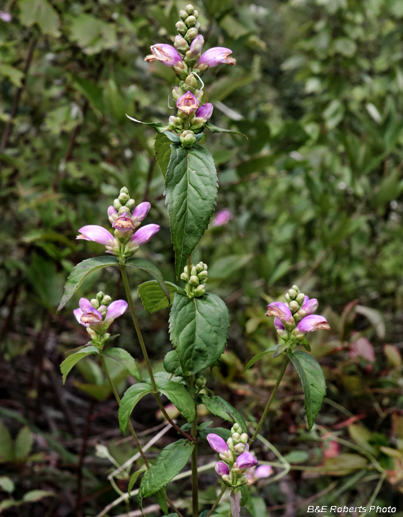 Chelone_cuthbertii