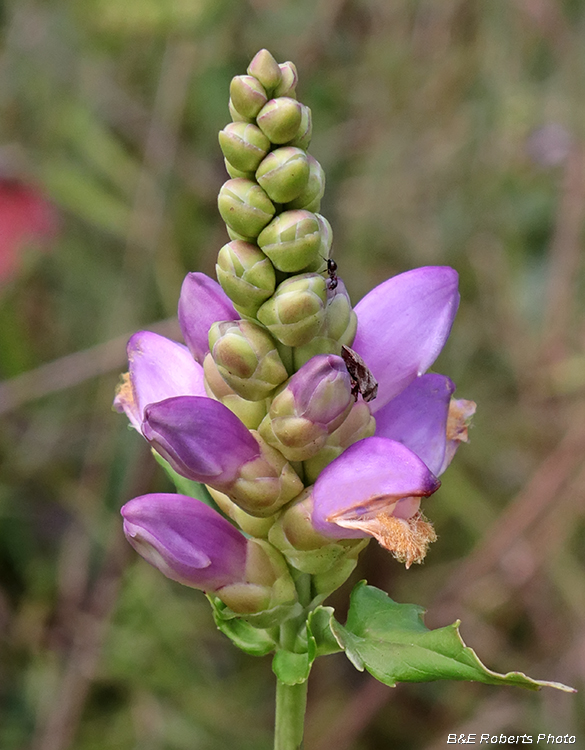 Chelone_cuthbertii