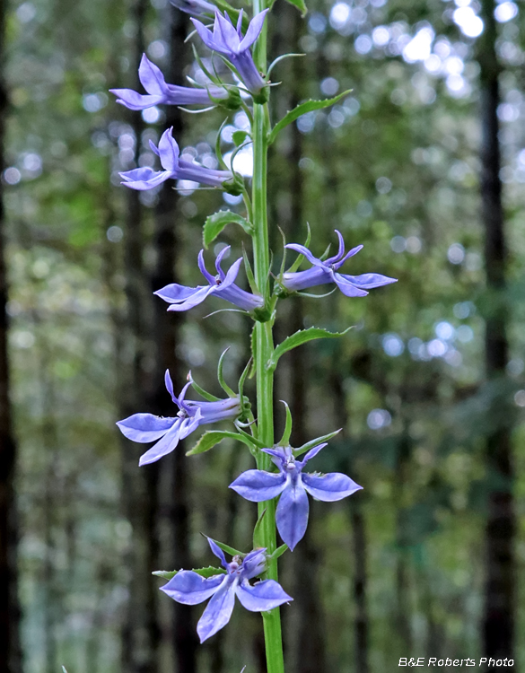 Lobelia_amoena