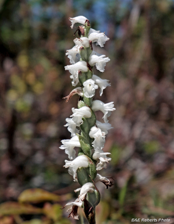 Spiranthes