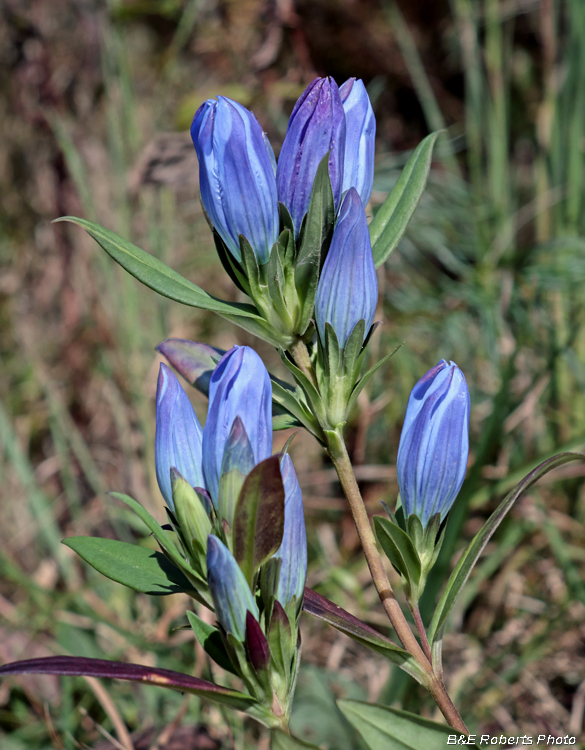 Gentiana