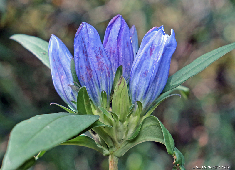 Gentiana