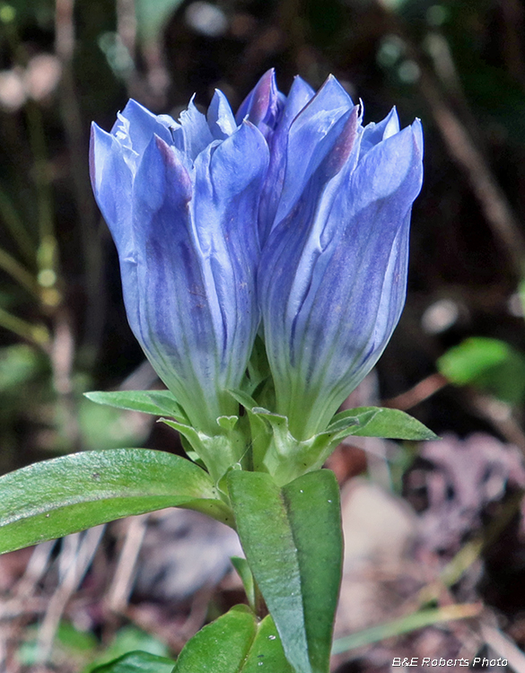 Gentiana