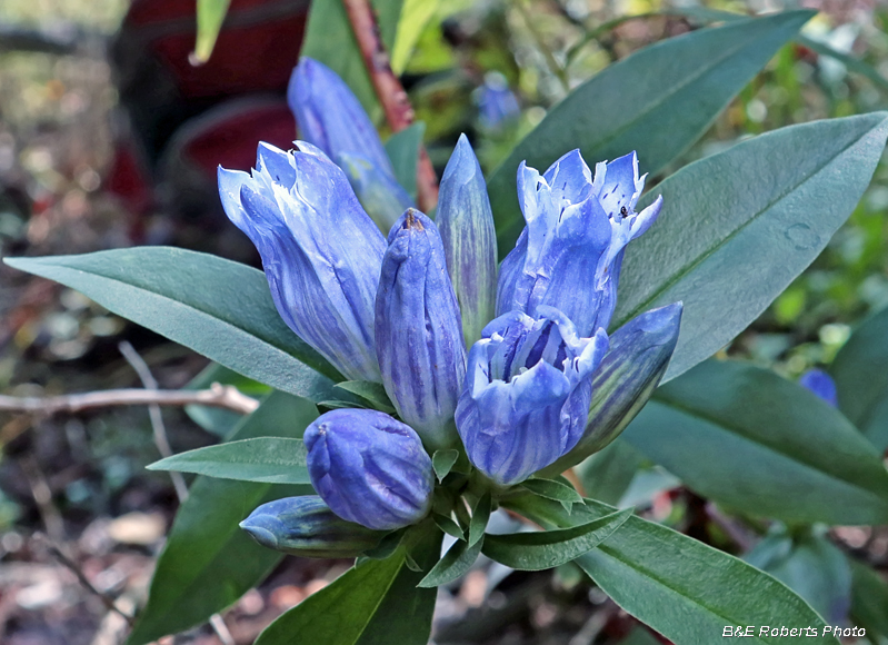 Gentiana