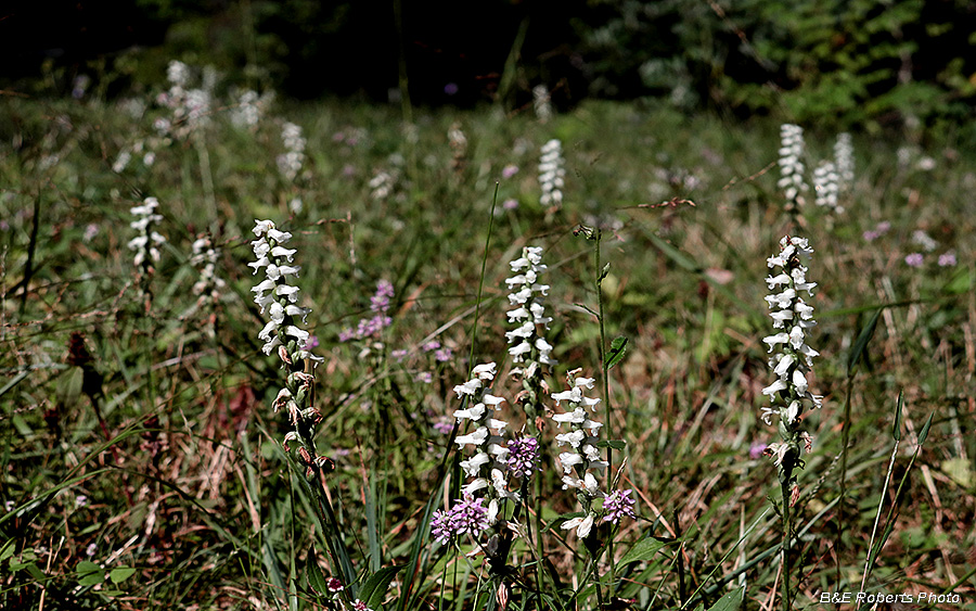 Spiranthes