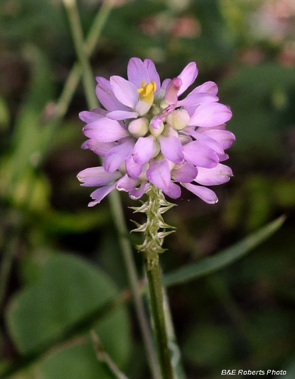 Polygala