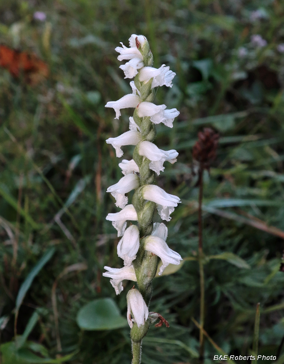 Spiranthes