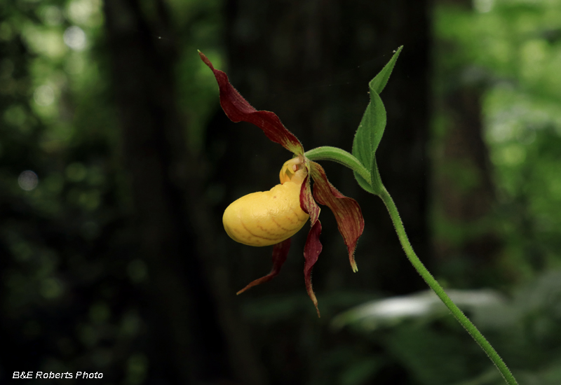 Small_Yellow_Ladys_Slipper