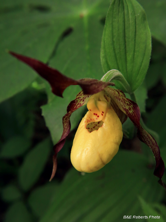 Small_Yellow_Ladys_Slipper